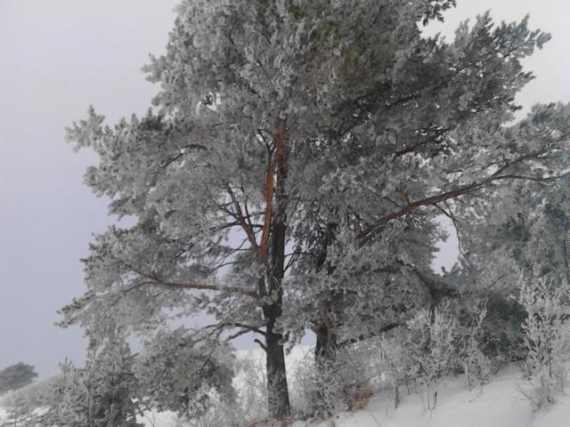 Chata Holica Pieniny Lesnica エクステリア 写真
