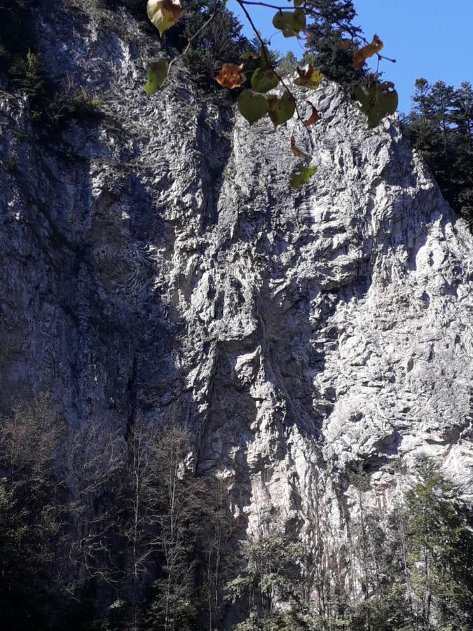Chata Holica Pieniny Lesnica エクステリア 写真